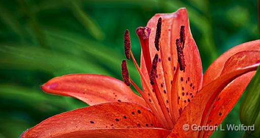 Spotted Orange Lily_P1150589-91.jpg - Photographed at Smiths Falls, Ontario, Canada.